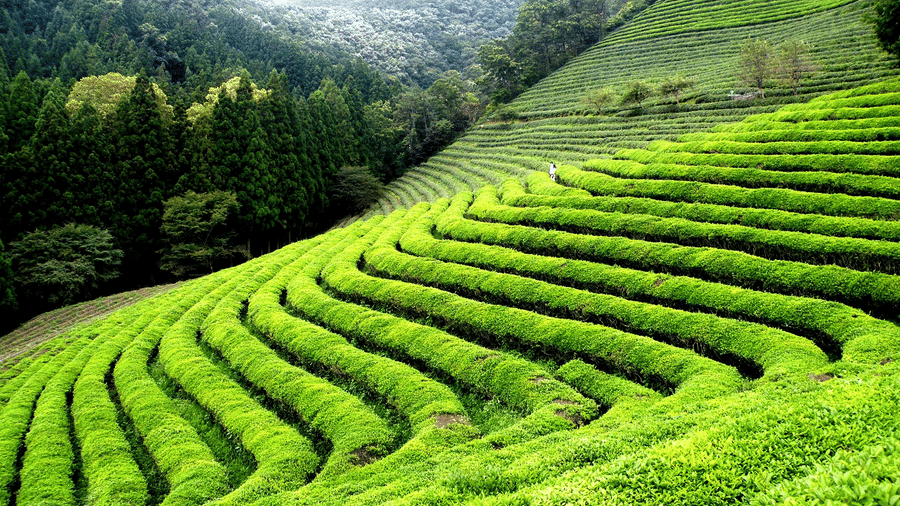 Happy-Valley-Tea-Garden_ysbkgj